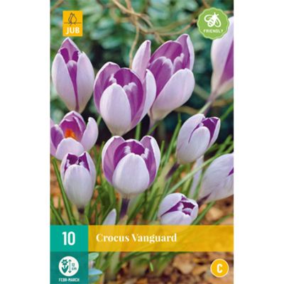 Großblumige Krokusse 'Vanguard' - 10 Stück Großblumige Krokusse 'Vanguard' - 10 Stück