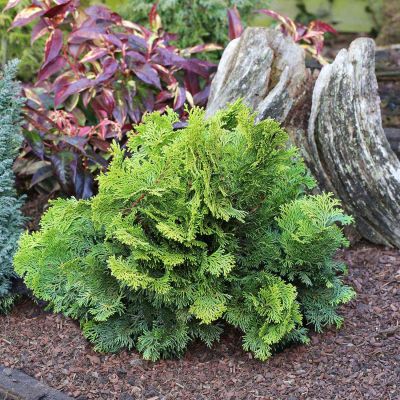 Gelbe Zwerg-Muschelzypresse 'Nana Gracilis Aurea' Gelbe Zwerg-Muschelzypresse 'Nana Gracilis Aurea'
