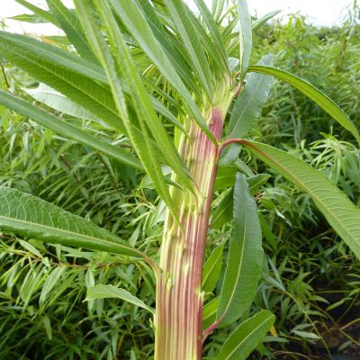 Drachenweide 'Sekka'