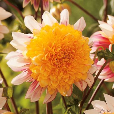 Anemonen-Dahlie 'Polka'
