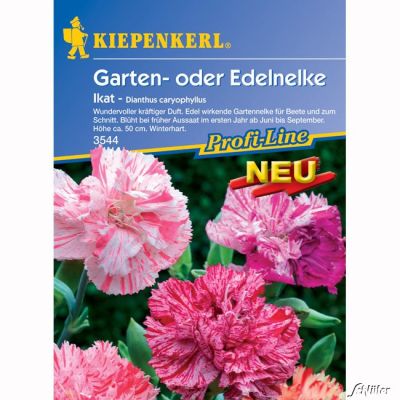 Nelken 'Ikat' Nelken 'Ikat'