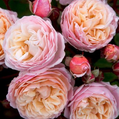 Kletterrose 'New Dreams®' Kletterrose 'New Dreams®'