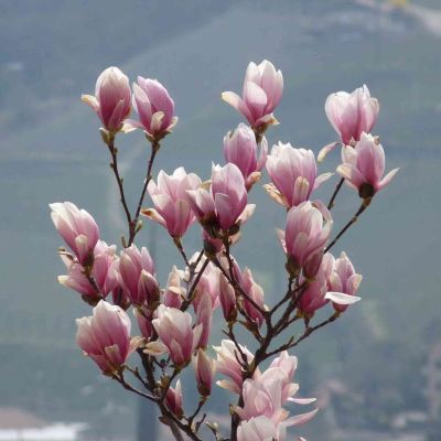 Tulpenmagnolie - Der Klassiker
