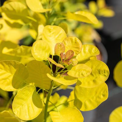 Perückenstrauch 'Golden Lady'