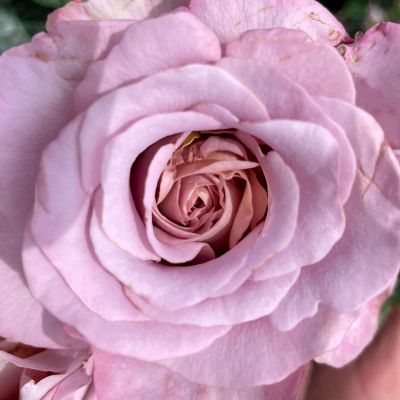 Edelrose 'Blue Girl' Edelrose 'Blue Girl'