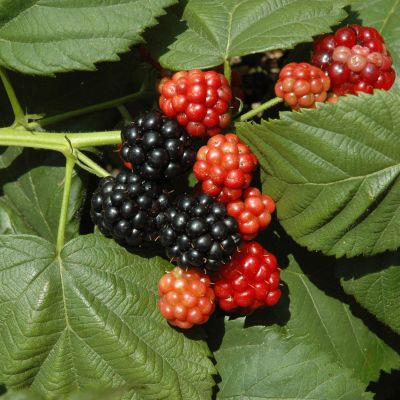 Brombeere 'Triple Crown' Brombeere 'Triple Crown'