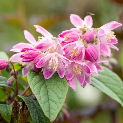 Deutzie / Sternchenstrauch 'Tourbillon Rouge' Deutzie / Sternchenstrauch 'Tourbillon Rouge'