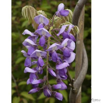 Seiden-Blauregen 'Okayama Fuji ' Seiden-Blauregen 'Okayama Fuji '