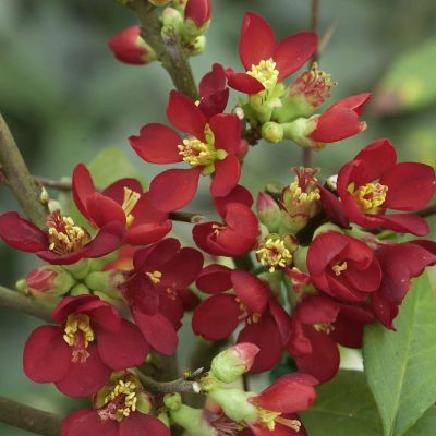 Zierquitte 'Hot Fire® Minvesu' Zierquitte 'Hot Fire® Minvesu'