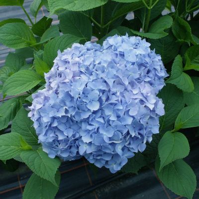 Ballhortensie 'Generale Vicomtesse de Vibraye' Ballhortensie 'Generale Vicomtesse de Vibraye'