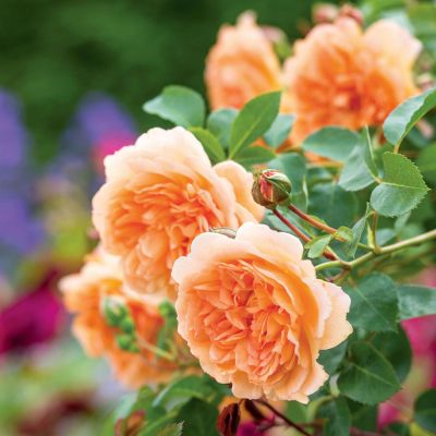 David Austin-Rose 'Judi Dench®' David Austin-Rose 'Judi Dench®'