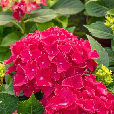 Bauernhortensie 'Red Baron' Bauernhortensie 'Red Baron'