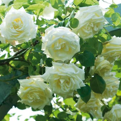 Kletterrose 'Pauls Lemon Pillar' Kletterrose 'Pauls Lemon Pillar'