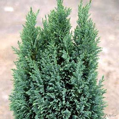 Säulenzypresse 'Ellwoodii' Säulenzypresse 'Ellwoodii'