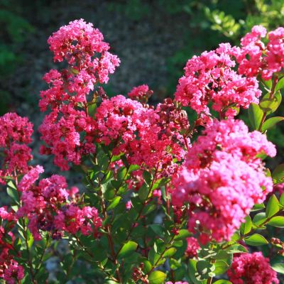 Flieder des Südens 'With Love® Kiss'
