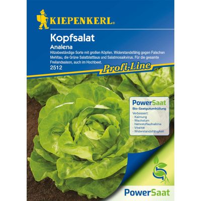 Kopfsalat 'Analena' Kopfsalat 'Analena'