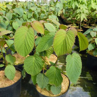 Taschentuchbaum / Taubenbaum