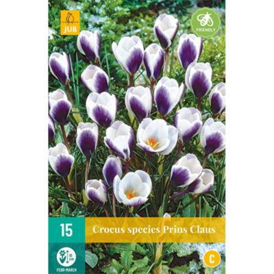 Botanische Krokusse 'Prins Claus' - 15 Stück Botanische Krokusse 'Prins Claus' - 15 Stück