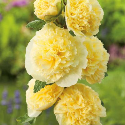 Stockrose 'Gelb' - 3 Stück Stockrose 'Gelb' - 3 Stück