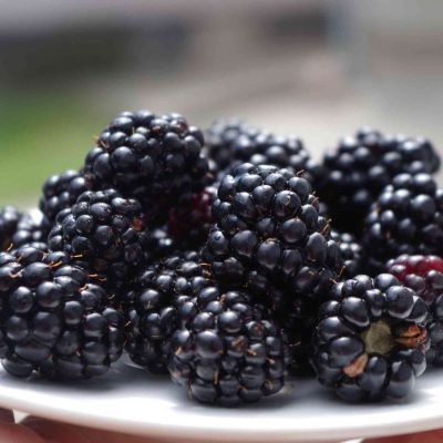 Dornenlose Brombeere 'Black Satin'