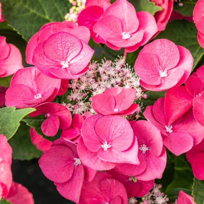 Tellerhortensie 'Cherry Explosion®' Tellerhortensie 'Cherry Explosion®'