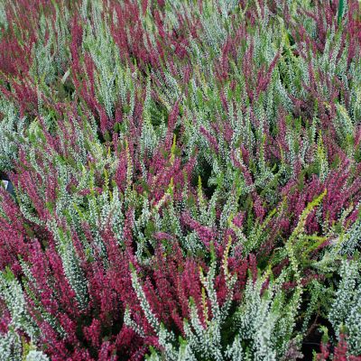 Sommerheide 'Trio Girls' - dreifarbiger Knospenheide Sommerheide 'Trio Girls' - dreifarbiger Knospenheide