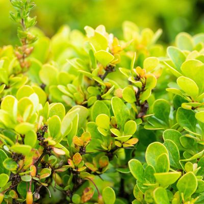 Zwergberberitze 'Kobold' Zwergberberitze 'Kobold'