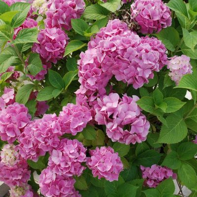 Ballhortensie 'Rosita'® Ballhortensie 'Rosita'®