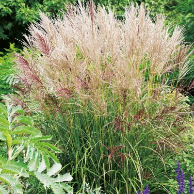 Chinaschilf 'Ferner Osten' Chinaschilf 'Ferner Osten'