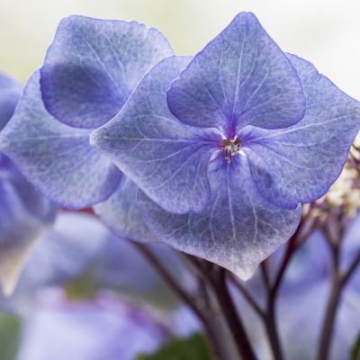 Black Steel - Hortensie 'Zorro' Black Steel - Hortensie 'Zorro'