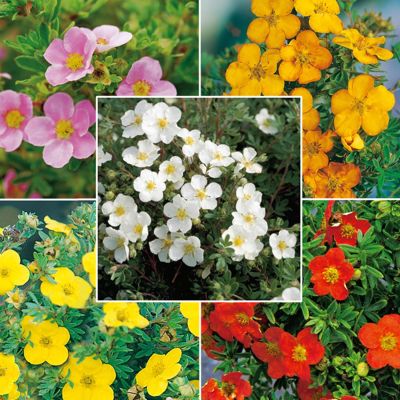Potentilla Mix - 5 Pflanzen Potentilla Mix - 5 Pflanzen