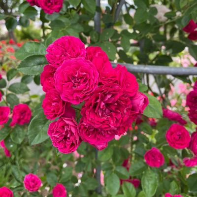 Ramblerrose 'Chevy Chase' Ramblerrose 'Chevy Chase'
