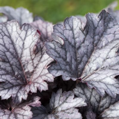 Purpurglöckchen 'Plum Pudding' Purpurglöckchen 'Plum Pudding'