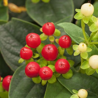 Johanniskraut 'Miracle Attraction'