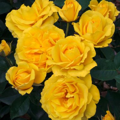 Beetrose 'Carte d'or®'  Beetrose 'Carte d'or®'