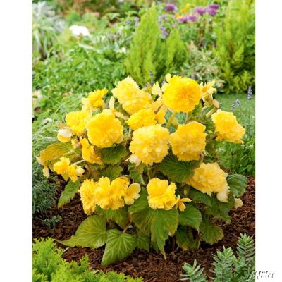 Gefranste-Begonie 'Fimbriata Gelb' - 3 Stück Gefranste-Begonie 'Fimbriata Gelb' - 3 Stück