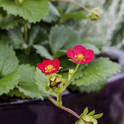 Bodendecker-Erdbeere 'Red Ruby'