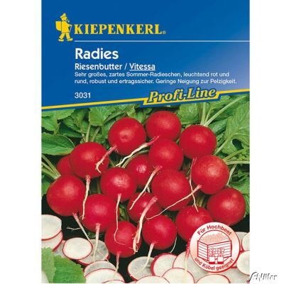 Radies 'Riesenbutter/Vitessa' Radies 'Riesenbutter/Vitessa'