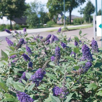 Zwerg-Sommerflieder 'Blue Chip®' Zwerg-Sommerflieder 'Blue Chip®'