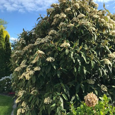 Runzelblättriger Schneeball rhytidophyllum
