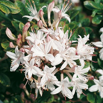 Duftazalee 'Sommerduft'