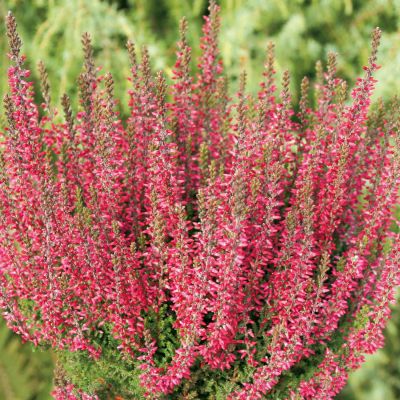 Knospenheide 'Aphrodite' (Garden Girls®) Knospenheide 'Aphrodite' (Garden Girls®)