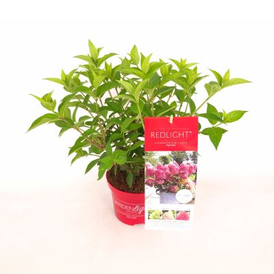 Rispenhortensie Gardenlights® 'Redlight'