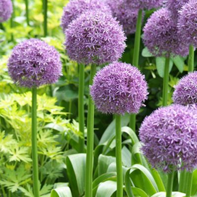 Allium 'His Excellency' - 1 Stück Allium 'His Excellency' - 1 Stück