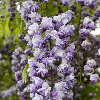 Blauregen 'Grande Diva® Cecilia' Blauregen 'Grande Diva® Cecilia'