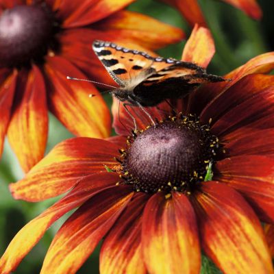 Sonnenhut 'Prairie Glow' Sonnenhut 'Prairie Glow'