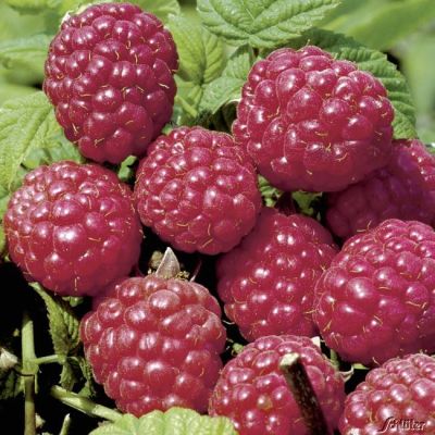 Sommerhimbeere 'Meeker' Sommerhimbeere 'Meeker'
