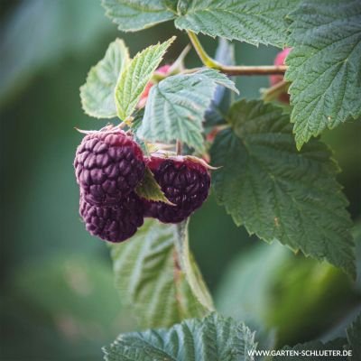 Dornenlose Sommerhimbeere 'Glen Coe' Dornenlose Sommerhimbeere 'Glen Coe'