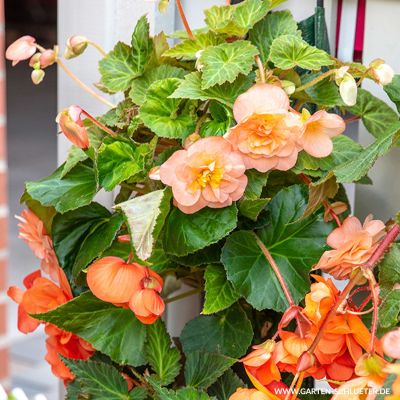 Begonien-Mischung 'Splendide Ballerina Mix' - 3 Stück Begonien-Mischung 'Splendide Ballerina Mix' - 3 Stück