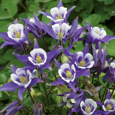 Akelei 'Ministar'